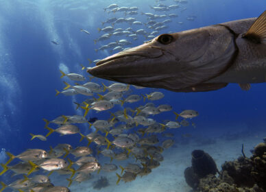 Barracuda et carrangues