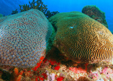 Cerveau de Neptune et Grand Corail Etoilé