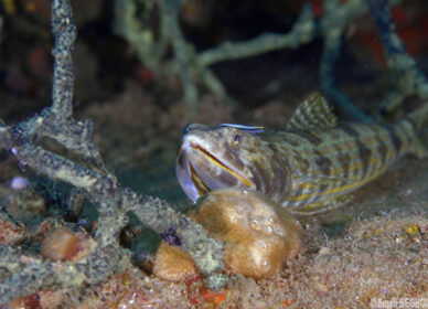 Poisson lézard