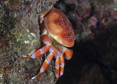 Crabe Corail