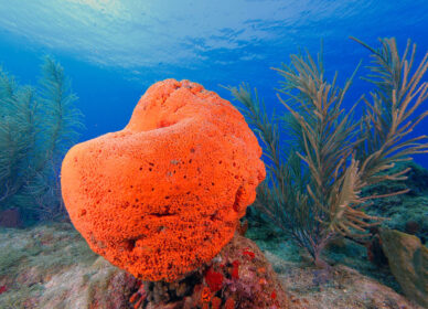 Eponge Oreille d’Orange et Gorgone Plume