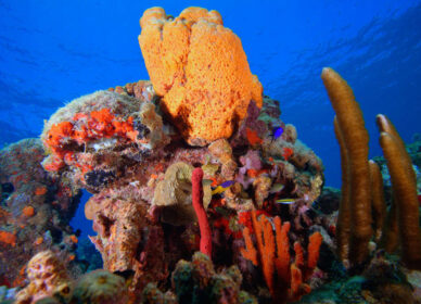 Nature des Caraibes