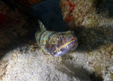 Poisson Lézard