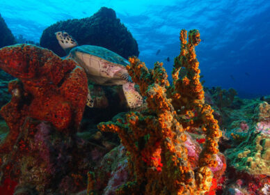 Tortue dans son élément