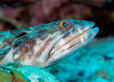 Poisson Lézard