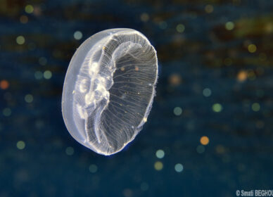 Méduse Aurelia Aurita