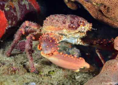 Araignée de mer verruqueuse