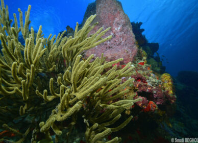 Paysage Caribéen