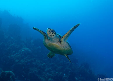 Tortue Imbriquée