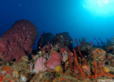 Paysage Caribéen