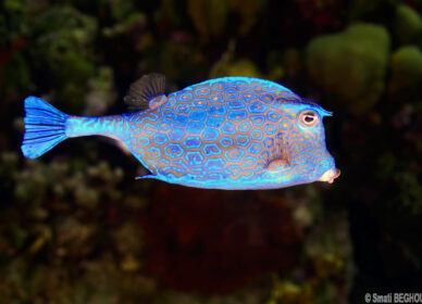 Poisson coffre à polygones