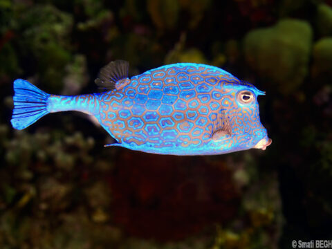 Poisson coffre à polygones